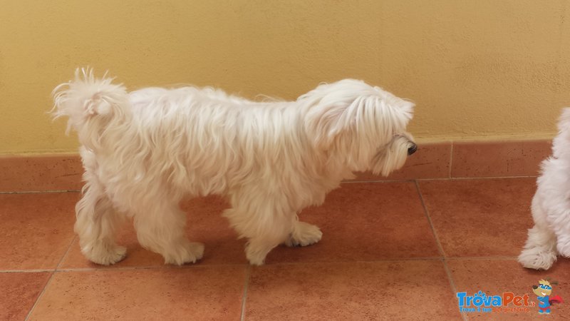 Cuccioli di Maltese. - Foto n. 2