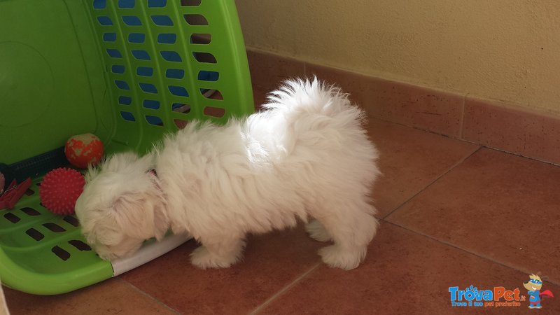 Cuccioli di Maltese. - Foto n. 4