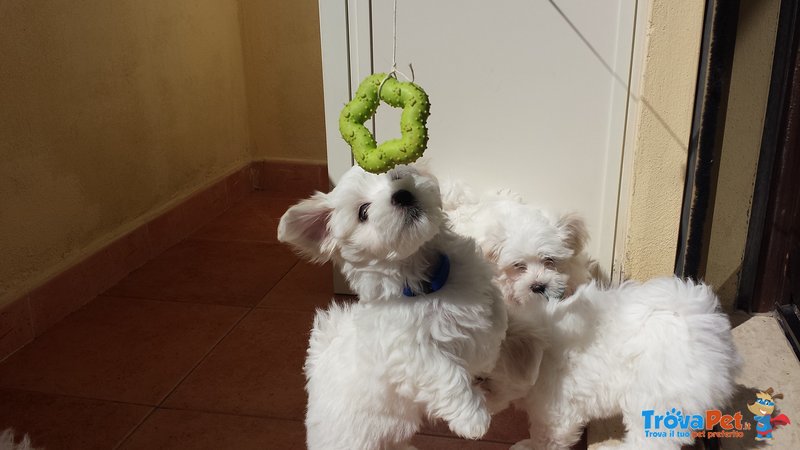 Cuccioli di Maltese. - Foto n. 7