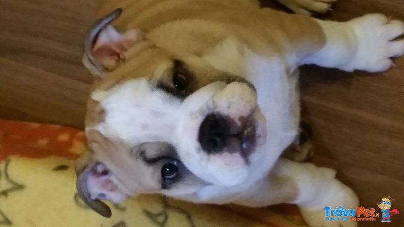 Cucciole di English Bulldog - Foto n. 1