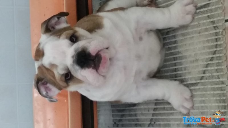 Cucciole di English Bulldog - Foto n. 3