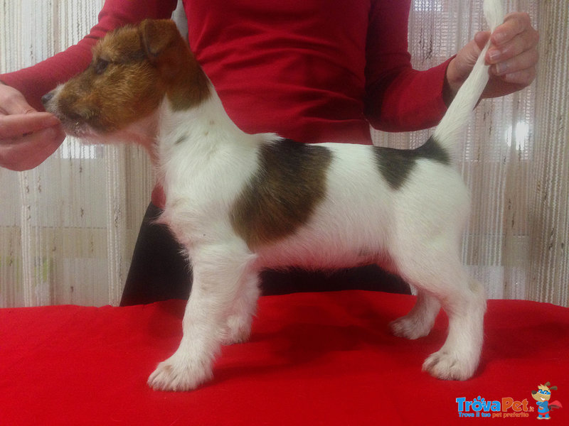 Jack Russell Terrier - Foto n. 3