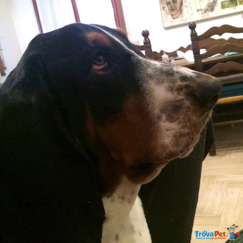 Cerco Bassethound Femmina per Accoppiamento - Foto n. 1