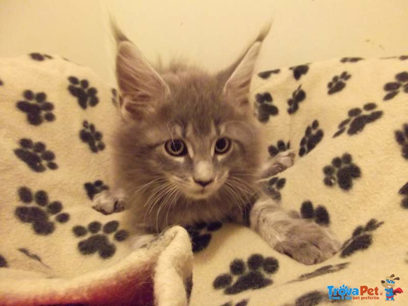 Cuccioli Maine coon con Pedigree - Foto n. 1