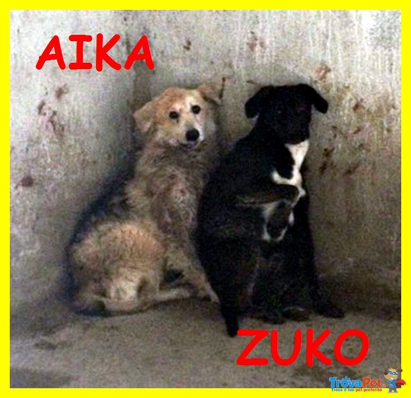 Aika e zuko Madre e Figlio Traumatizzati e Feriti Urgentissimo - Foto n. 1