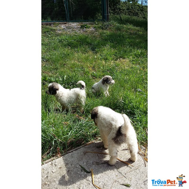 Cuccioli di Pastore Maremmano con cane dei Pirenei - Foto n. 1