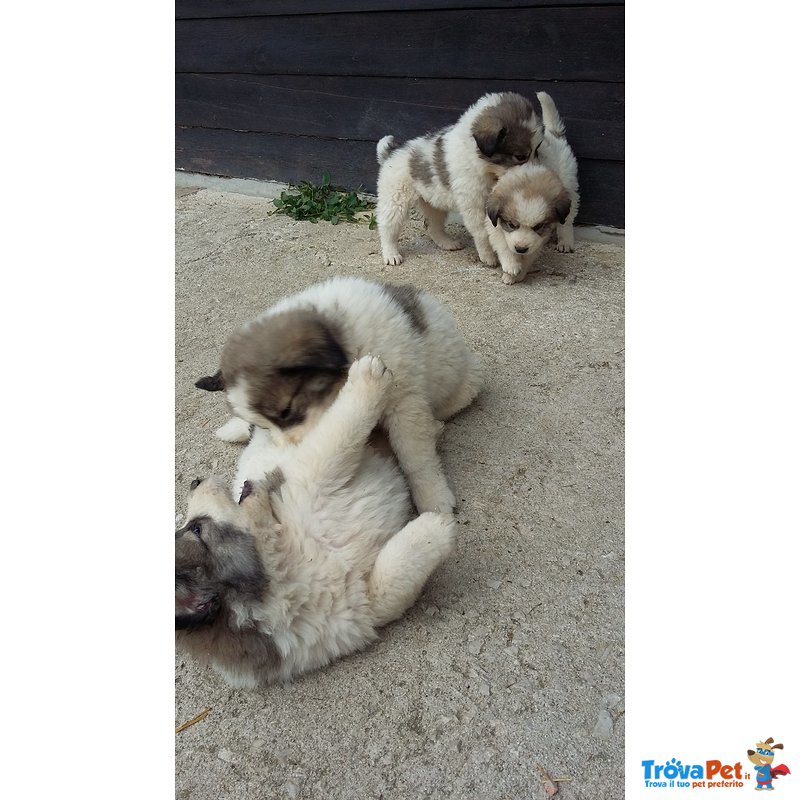 Cuccioli di Pastore Maremmano con cane dei Pirenei - Foto n. 2