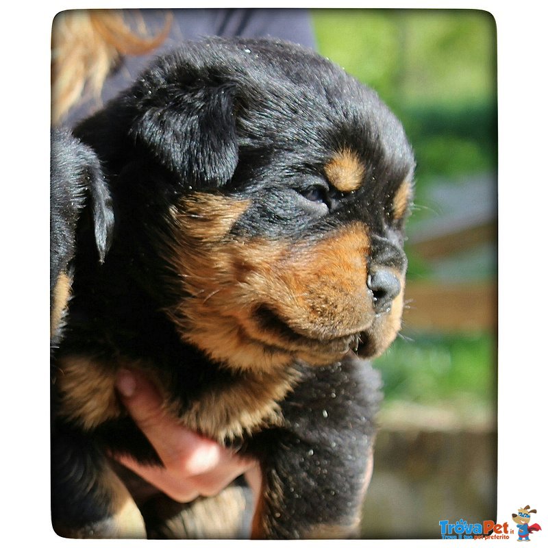 Cuccioli di Rottweiler Altamente Selezionati - Foto n. 1