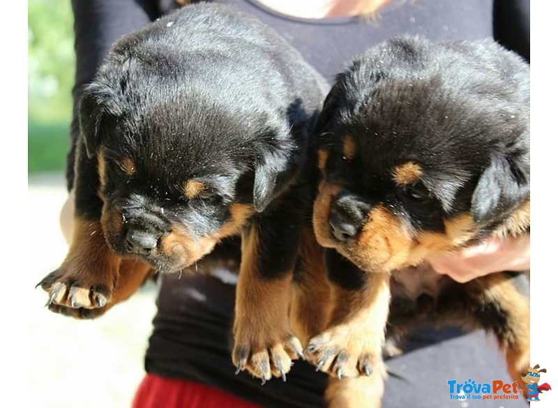 Cuccioli di Rottweiler Altamente Selezionati - Foto n. 2