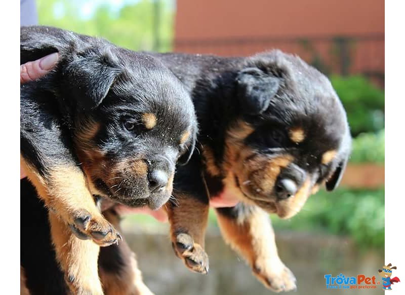 Cuccioli di Rottweiler Altamente Selezionati - Foto n. 4