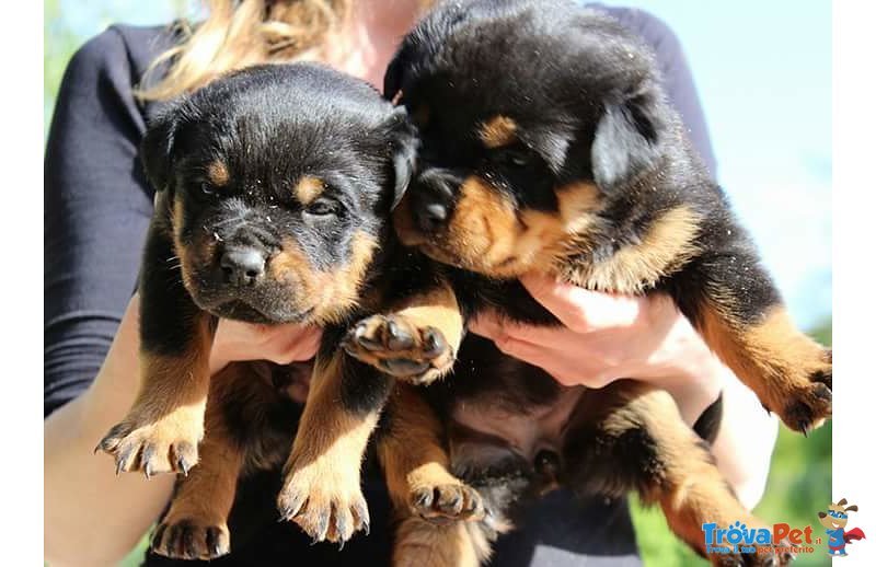 Cuccioli di Rottweiler Altamente Selezionati - Foto n. 6