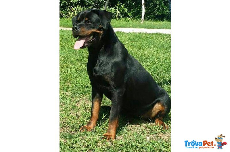 Cuccioli di Rottweiler con Pedigree - Foto n. 1