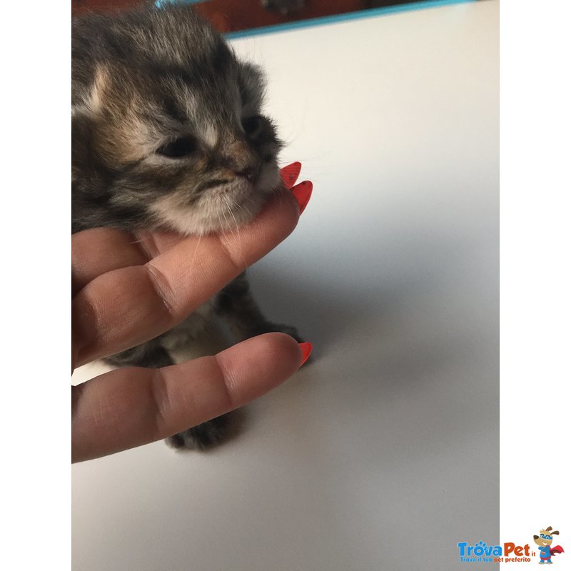 Cuccioli di Gatto Siberiano Ipoallergenico - Foto n. 4