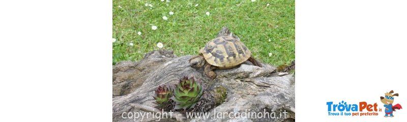 Tartarughe di Terra (hermanni) - Foto n. 1