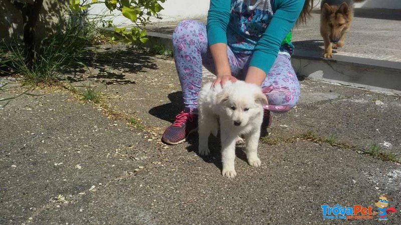 Cuccioli Labrador Retriever - Foto n. 2