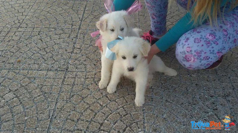 Cuccioli Labrador Retriever - Foto n. 6