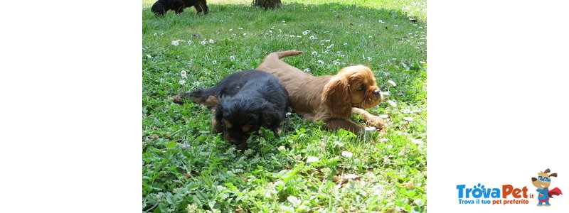 Cuccioli Cavalier king Charles Spaniel - Foto n. 1