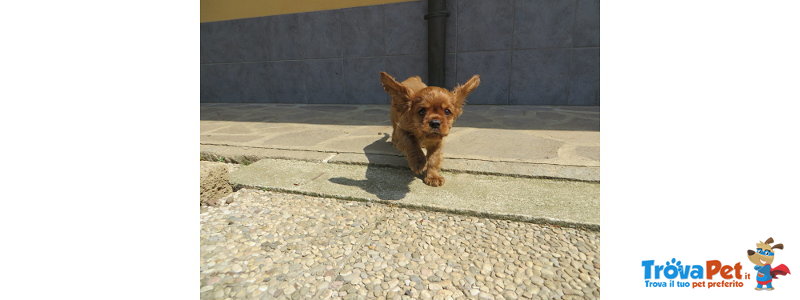 Cuccioli Cavalier king Charles Spaniel - Foto n. 2