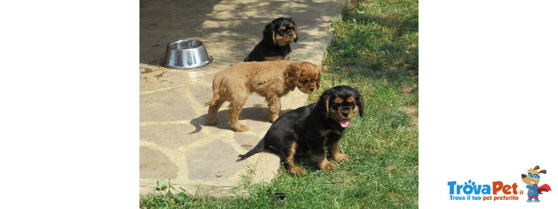 Cuccioli Cavalier king Charles Spaniel - Foto n. 3