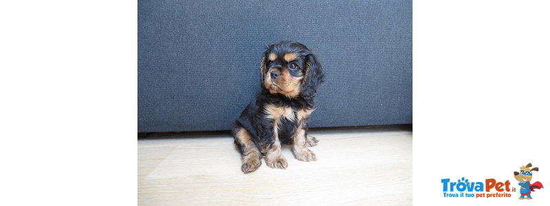 Cuccioli Cavalier king Charles Spaniel - Foto n. 4