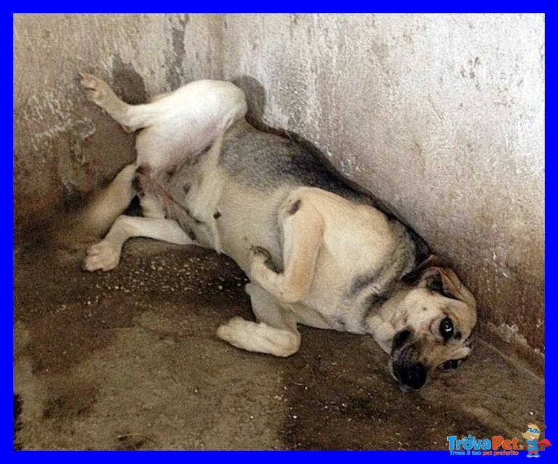 Paciocca 20 kg di Tenerezza e Bontà 4 Anni - Foto n. 1