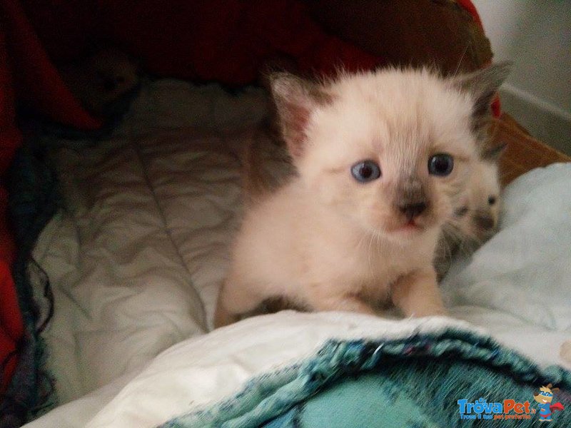 Cuccioli Siamese thai blue Point - Foto n. 2