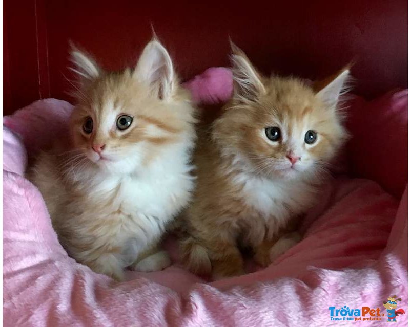 Splendida Maine coon Cuccioli - Foto n. 2