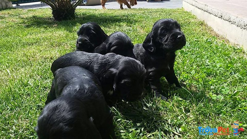 Cuccioli di Cocker Spaniel - Foto n. 1