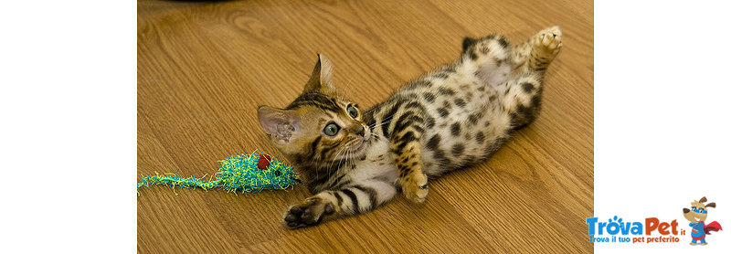 Gattino Maschio e Femmina raro Bengal Argento Carbone. - Foto n. 1