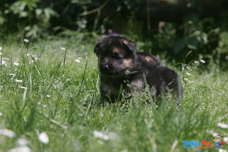 Cuccioli Felici - Foto n. 3