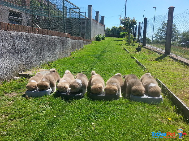 Bellissimi Cuccioli Akita - Foto n. 1