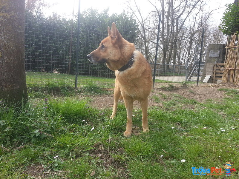 Fiona! Dolcissima e Fiera Pastore Tedesca, Adora il Contatto Umano...e' in Cerca Della sua Famiglia! - Foto n. 5