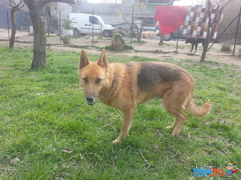 Fiona! Dolcissima e Fiera Pastore Tedesca, Adora il Contatto Umano...e' in Cerca Della sua Famiglia! - Foto n. 9