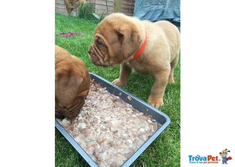 Dogue de Bordeaux Cuccioli - Foto n. 1