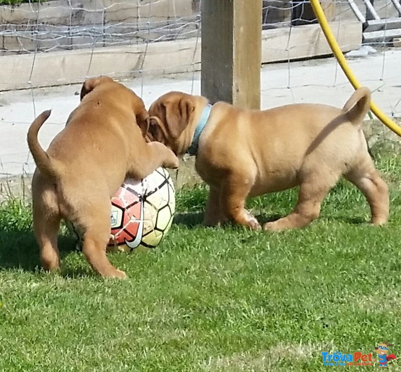 Dogue de Bordeaux Cuccioli - Foto n. 2