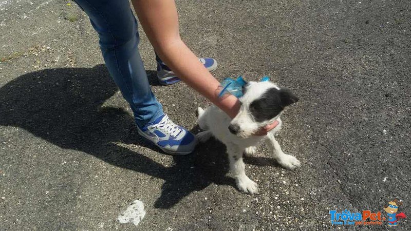 Cucciolo ralf Incrocio Border Collie jack Russel - Foto n. 2