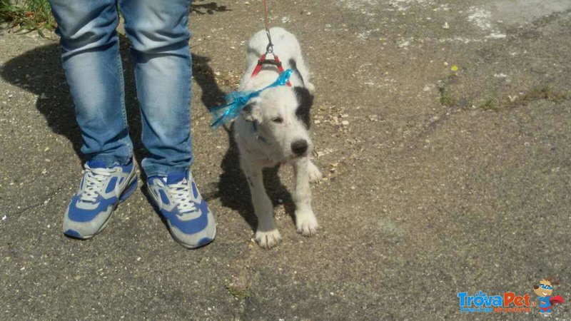 Cucciolo ralf Incrocio Border Collie jack Russel - Foto n. 4