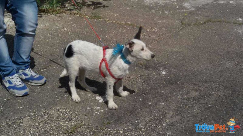 Cucciolo ralf Incrocio Border Collie jack Russel - Foto n. 5