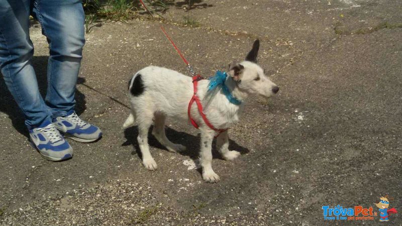 Cucciolo ralf Incrocio Border Collie jack Russel - Foto n. 7