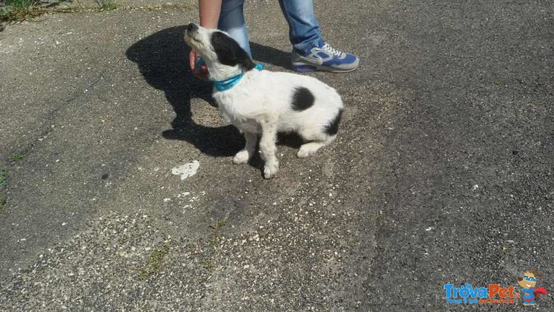 Cucciolo ralf Incrocio Border Collie jack Russel - Foto n. 8