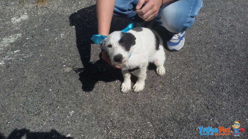 Cucciolo ralf Incrocio Border Collie jack Russel - Foto n. 10