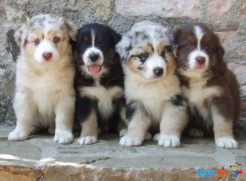 Cucciola Australian Shepherd Pastore Australiano - Foto n. 1