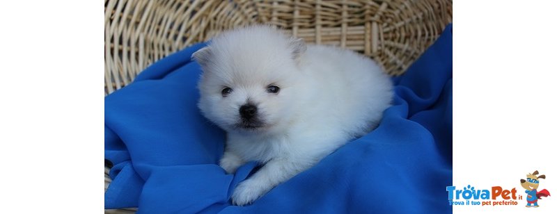 Cuccioli Spitz di Pomerania - Foto n. 1