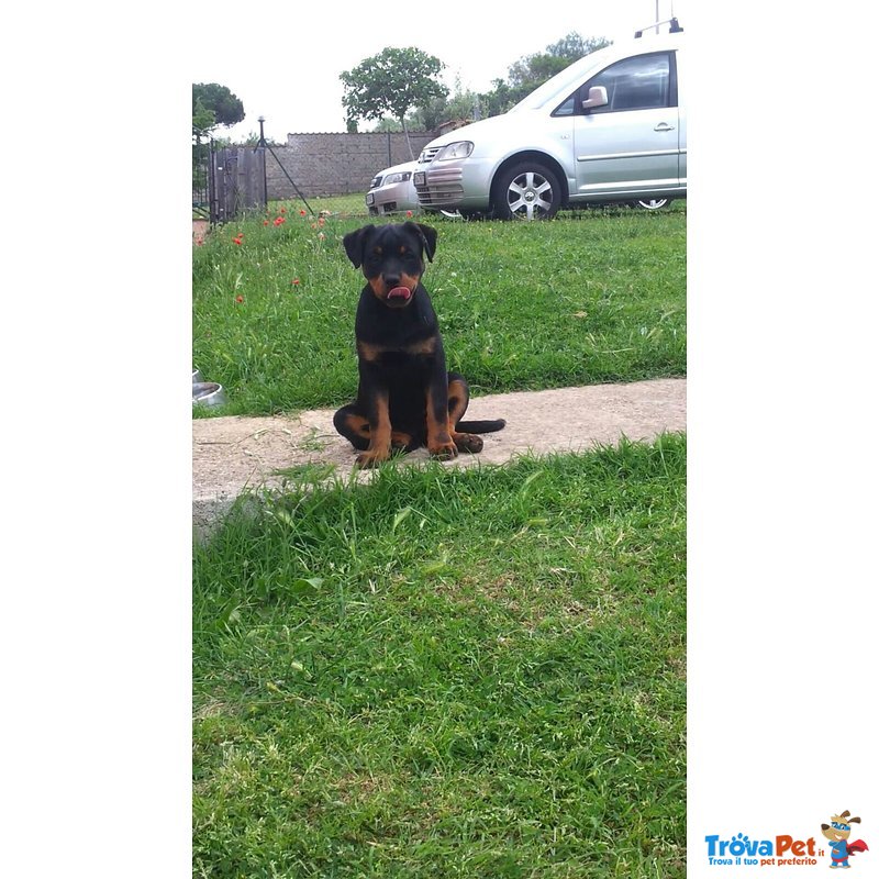 Bellissima Cucciola di Rottweiler con Prestigioso Pedigree - Foto n. 3