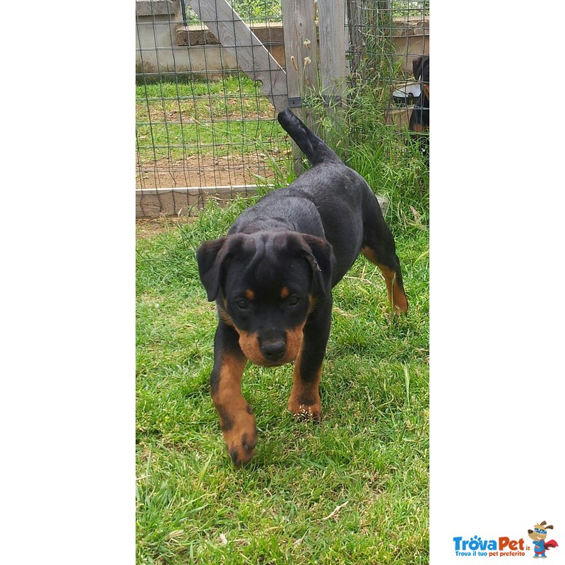 Bellissima Cucciola di Rottweiler con Prestigioso Pedigree - Foto n. 1