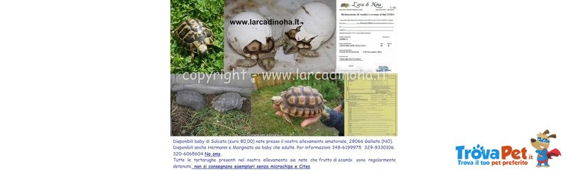 Tartarughe Terrestri Varie Specie e Dimensioni - Foto n. 1