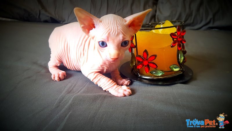 Cuccioli Canadian Sphynx Disponibili - Foto n. 1