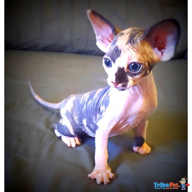 Cuccioli Canadian Sphynx Disponibili - Foto n. 2