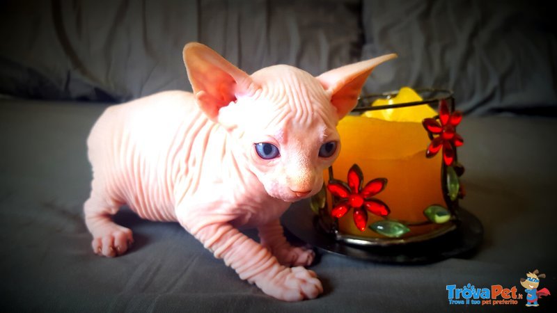 Cuccioli Canadian Sphynx Disponibili - Foto n. 3