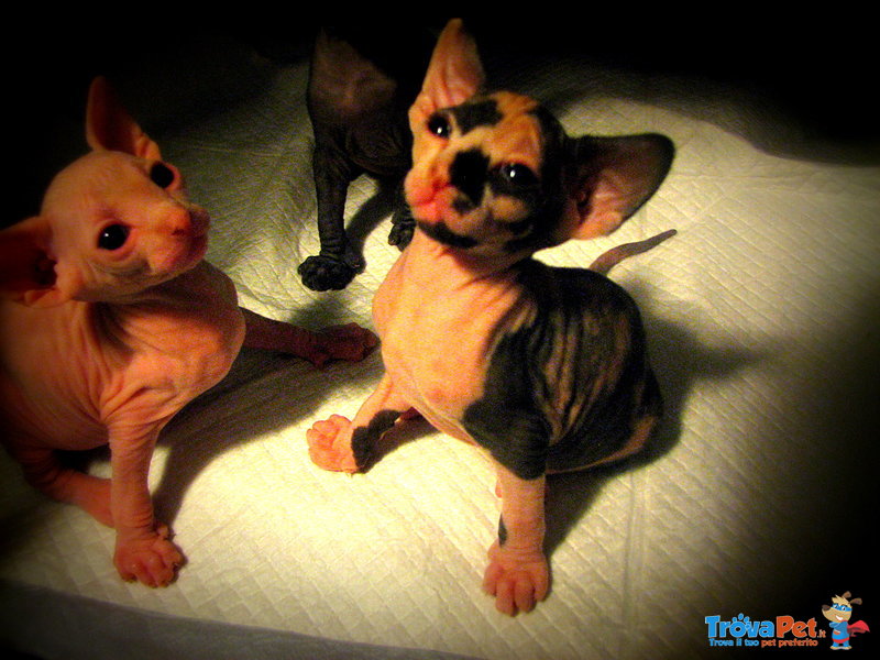 Cuccioli Canadian Sphynx Disponibili - Foto n. 4